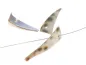 Mobile Preview: Shell spikes, Color: white, Size: ±24mm, Qty: 20 pc.
