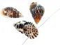 Preview: Cone snail, Color: brown, Size: ±20mm, Qty: 10 pc.
