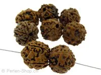 Rudraksha Seed, Color: brown, Size: ±18mm, Qty: 1 pc.