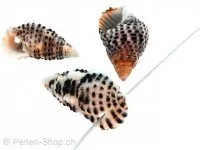 Cone snail, Color: brown, Size: ±20mm, Qty: 10 pc.